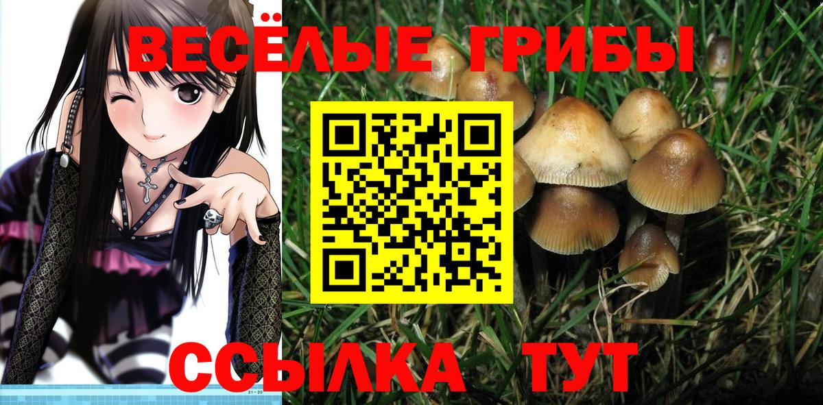 Псилоцибиновые грибы Cubensis Новороссийск